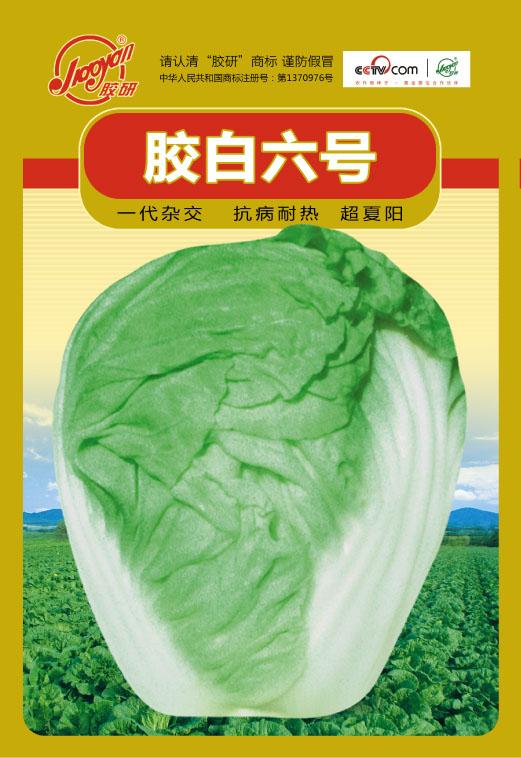 胶白六号——秋播白菜